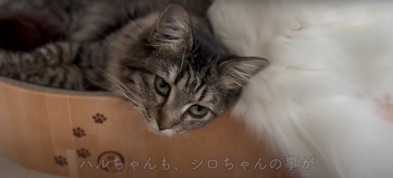 ベッドの上にいる2匹の猫