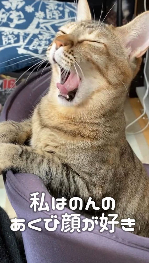 椅子の上であくびをする猫