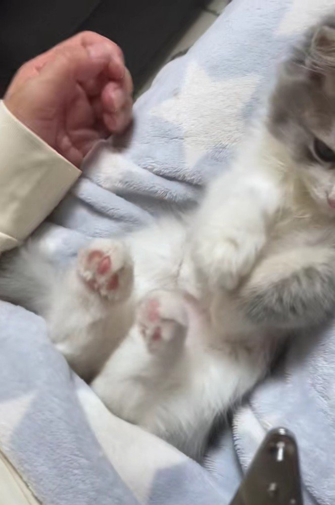 仰向けのさっくん