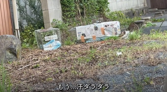車から猫たちの様子をうかがう投稿者