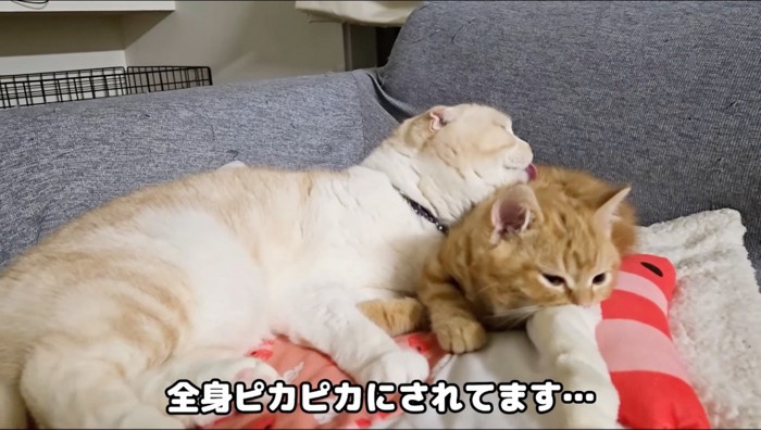 スコティッシュフォールドに毛繕いされる子猫