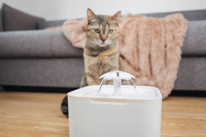 給水機を見つめる猫