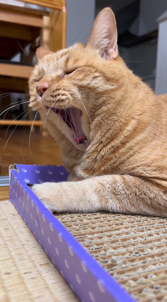 目をつむって大きなあくびをする猫