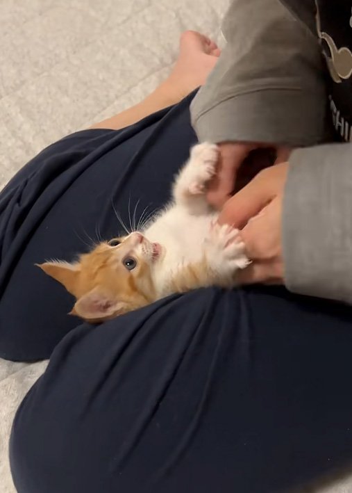 くすぐられる猫