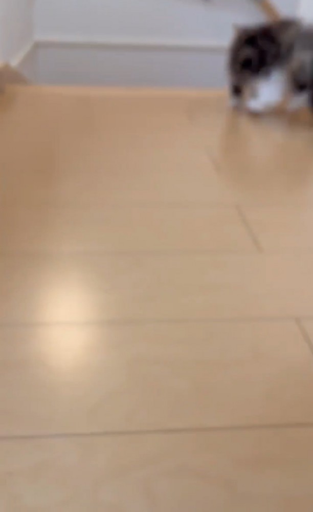 逃げる子猫