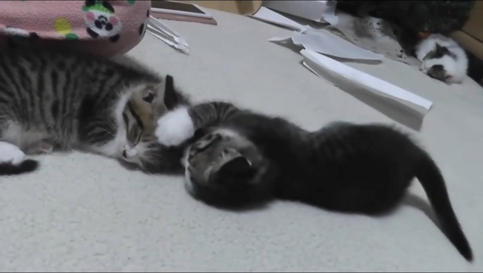 眠っている兄弟猫にじゃれつく子猫