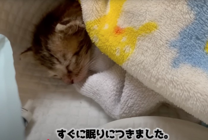 眠る子猫