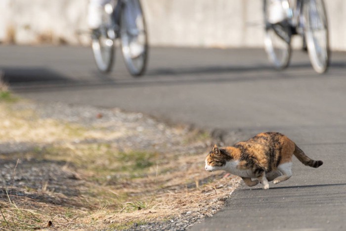 道路に逃げ出す猫
