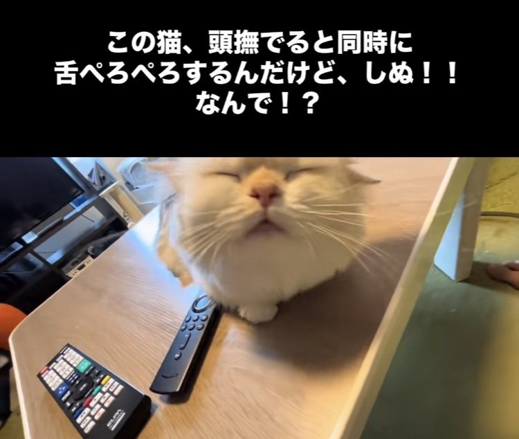 投稿主さんに頭を撫でられ舌をぺろぺろするミヌエット