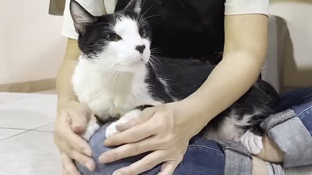 女性の膝の上の猫