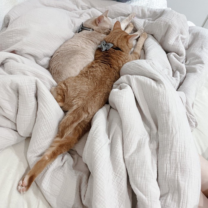 布団の上にいる2匹の猫