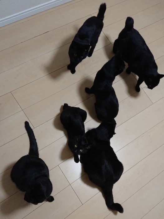 それぞれくつろいで集まっている黒猫たちの様子