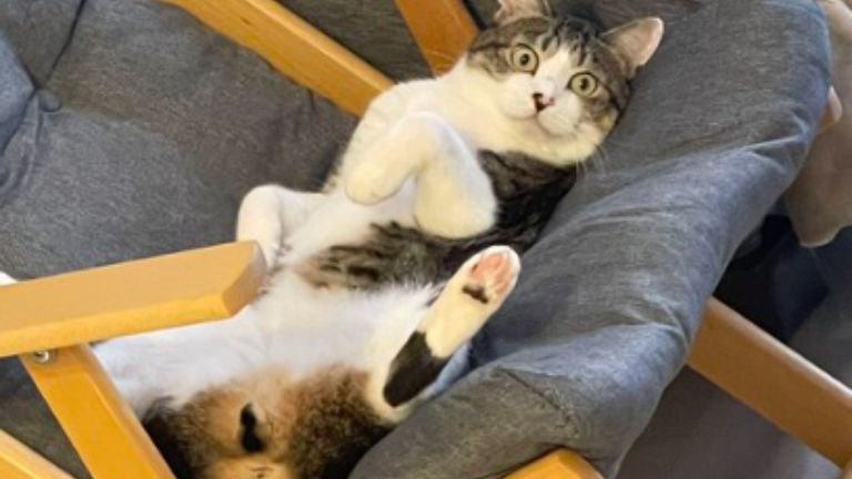 椅子に座っている猫