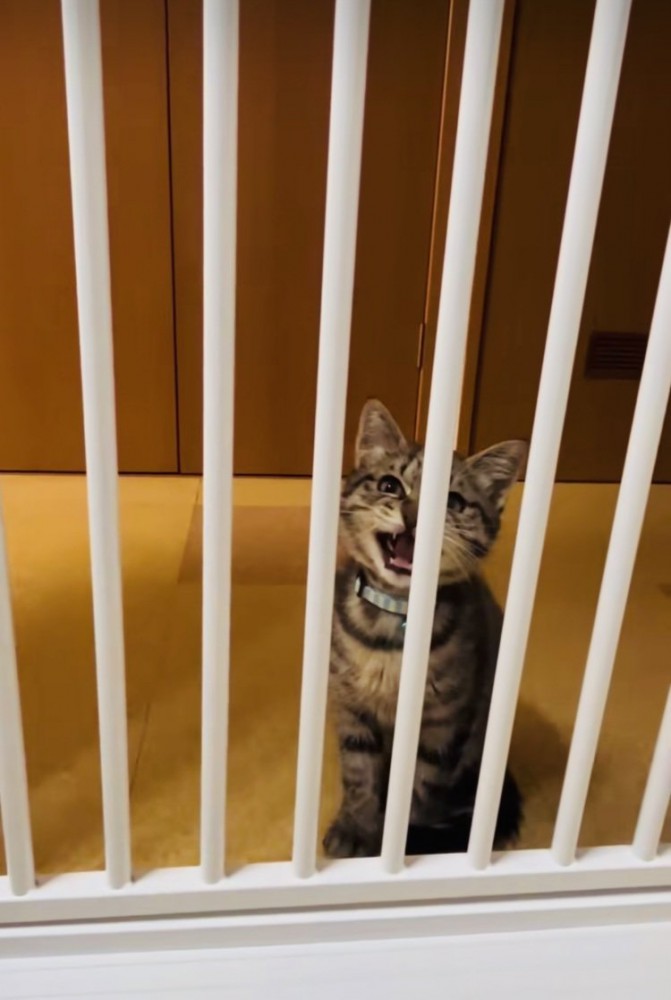 柵の前で鳴く子猫