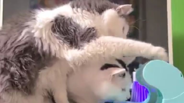 知育玩具の前にいる猫たち