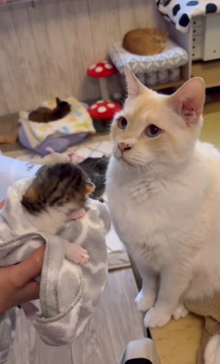 モナカちゃんとソルくん