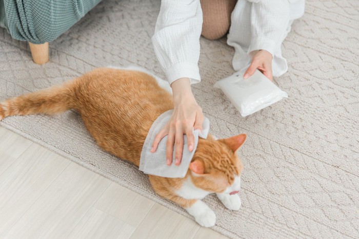 シャンプータオルで背中を拭いてもらう猫