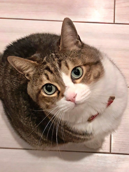 首をかしげて上を見上げる猫