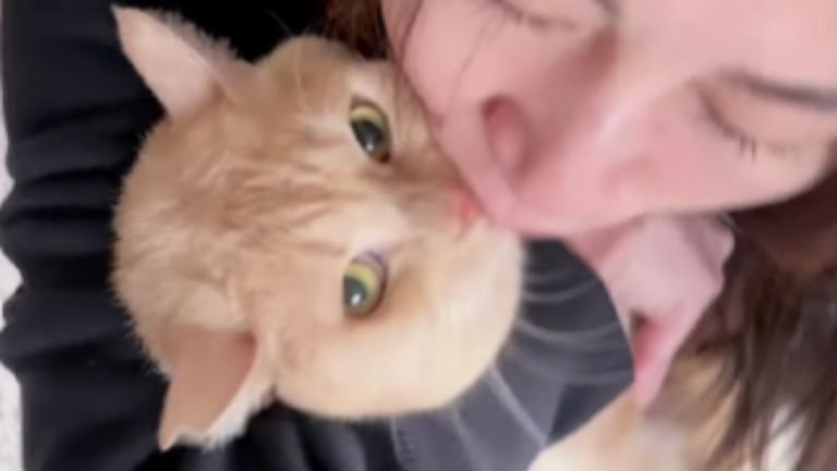 抱かれている猫