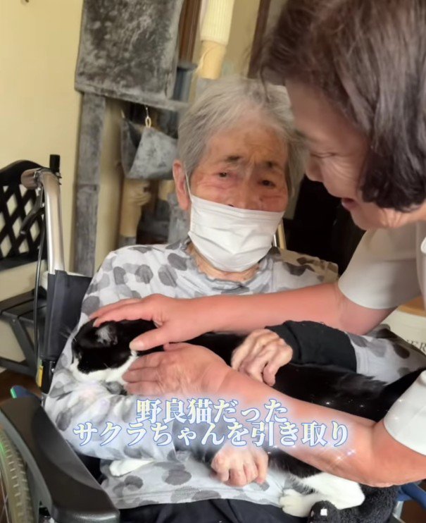 おばあちゃんと猫
