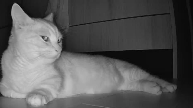 ペットカメラに映る猫