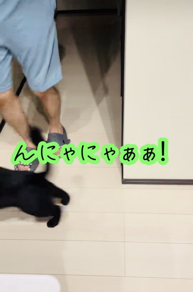 お父さんの前に飛び出す黒猫