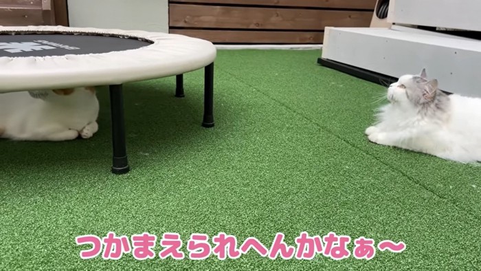 「チュンチュン」の鳴き声に反応