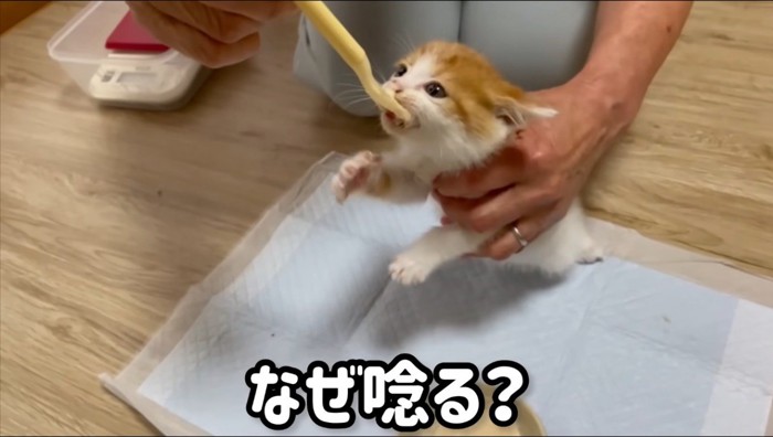 女性が持っているスプーンに噛みつく子猫