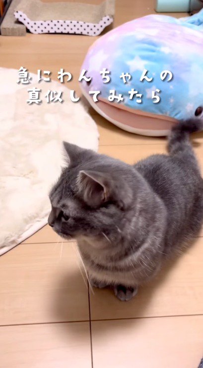 床を見つめる猫