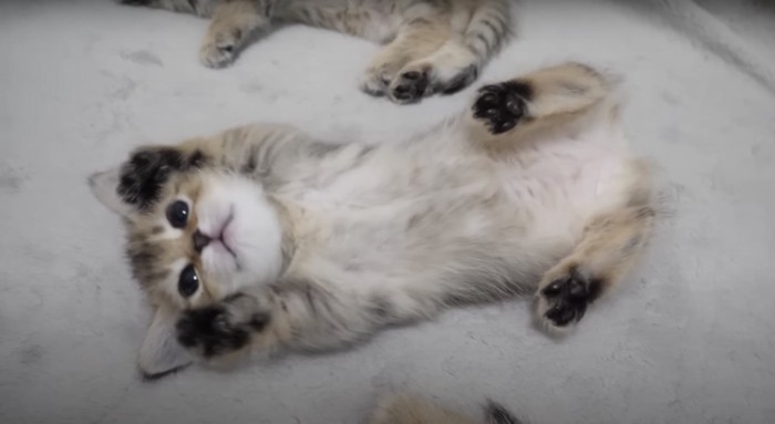 仰向けで万歳する子猫