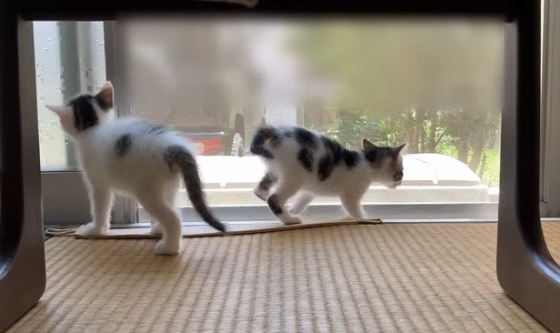 窓の外を見る2匹の子猫