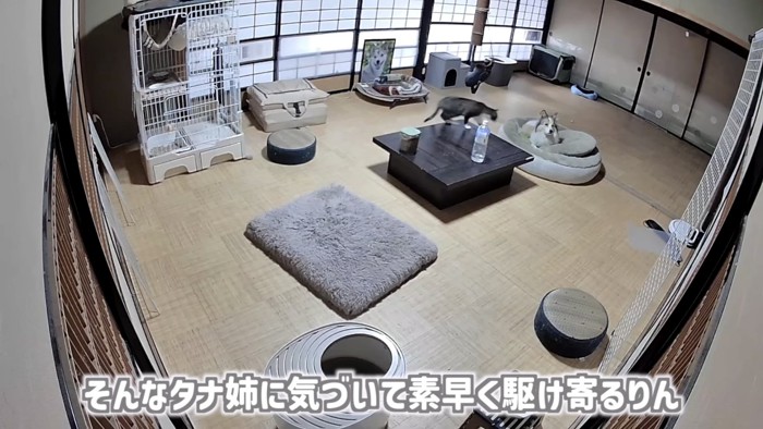 「そんなタナ姉に...」のテロップ写真