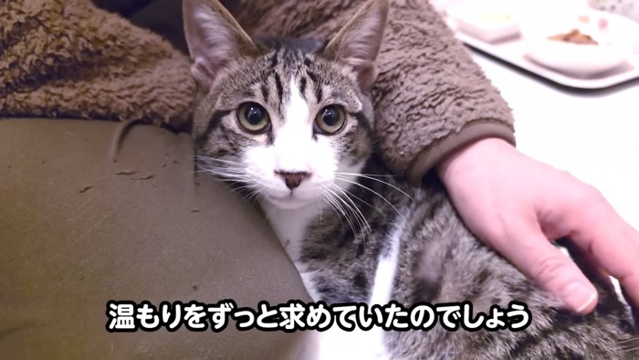 人の足に寄りかかる子猫