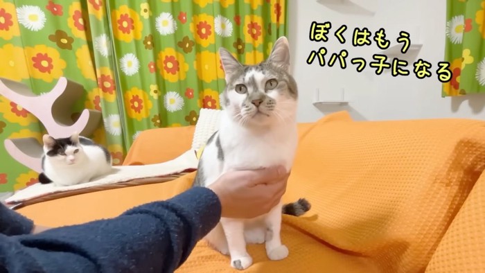 キジ白と黒白の猫2