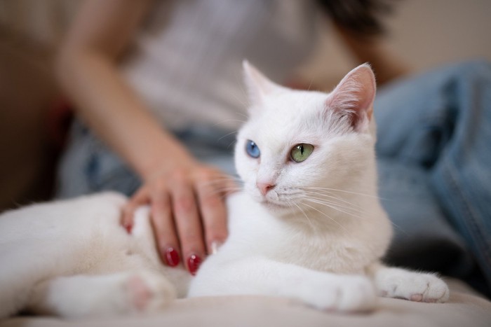 体を撫でられている猫