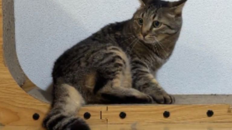 爪とぎにいる猫