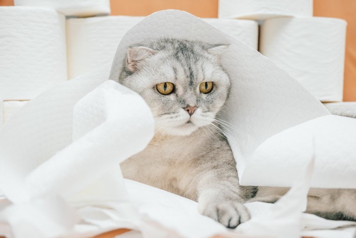 トイレットペーパーまみれの猫