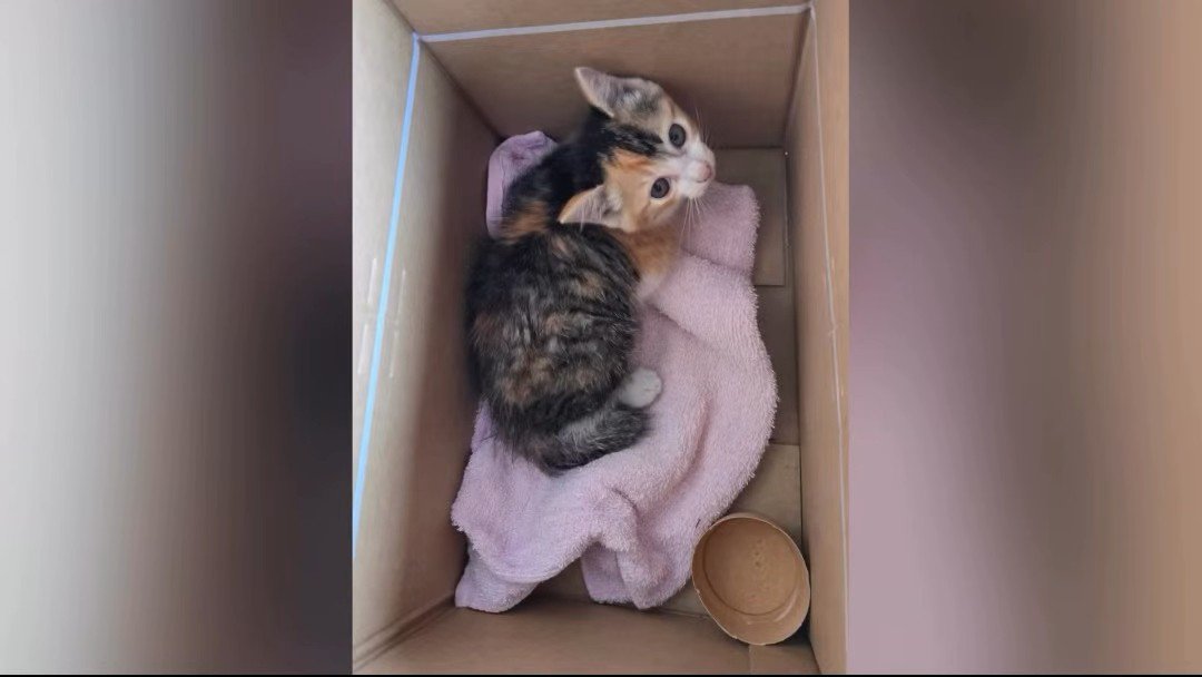 箱の中にいる子猫