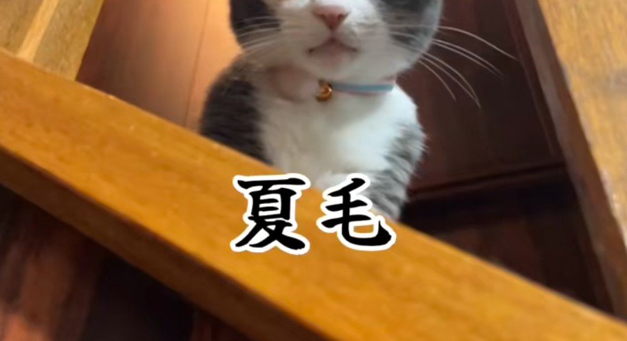 夏毛のにゃうちゃん