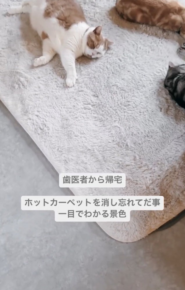 カーペットで眠る猫