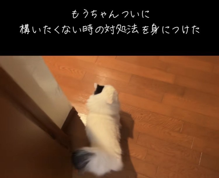 投稿主さんに呼ばれるマンチカン