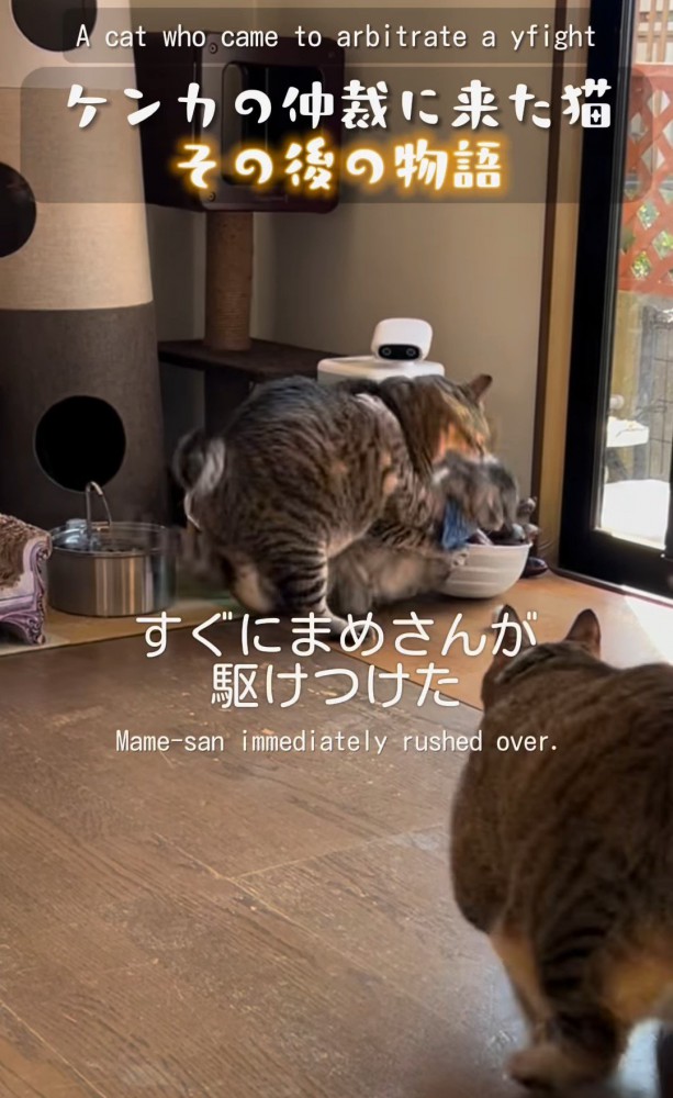 けんかする猫と駆け寄る猫