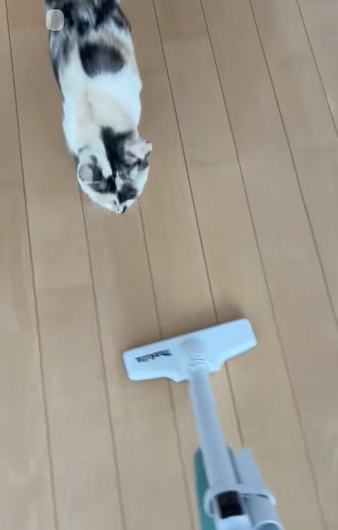 掃除機を追いかける三毛猫