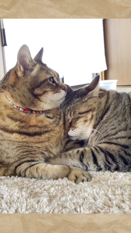 遠くを見つめるキジトラ猫に寄りかかる闘病中の猫