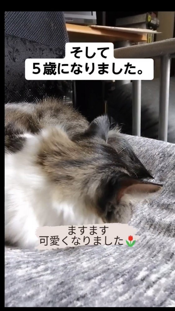 寝ている猫