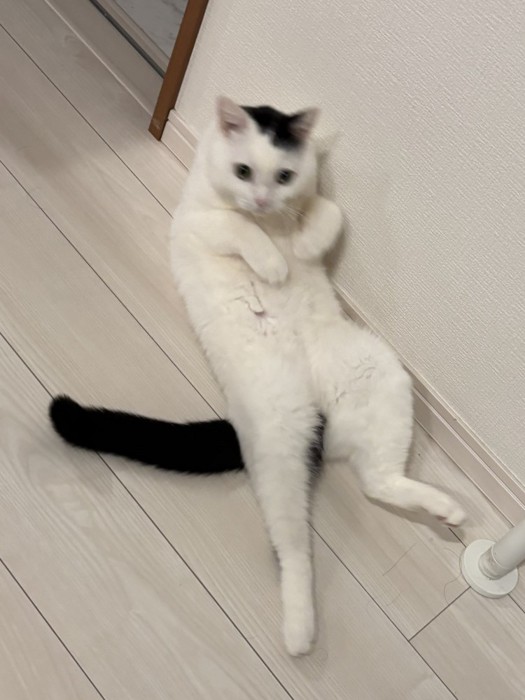 腹筋するたけるくん