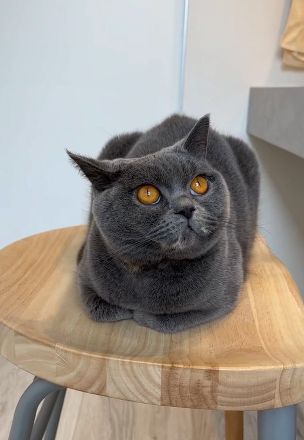 おててないないする猫