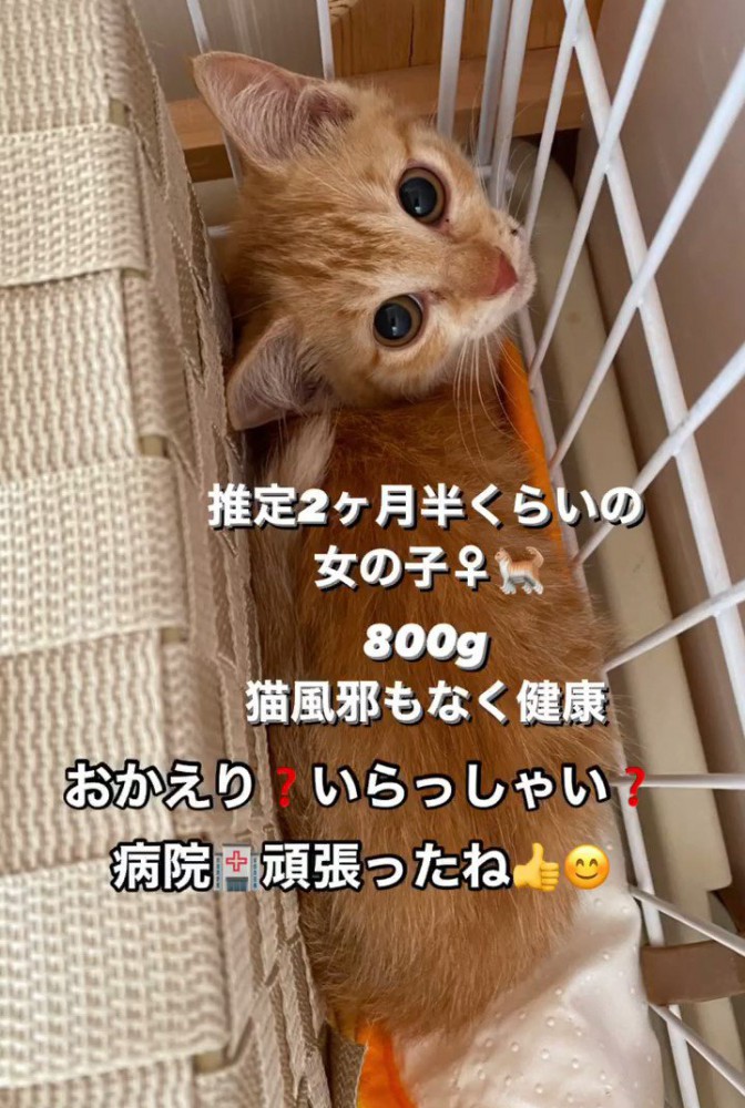 狭い場所に入った子猫