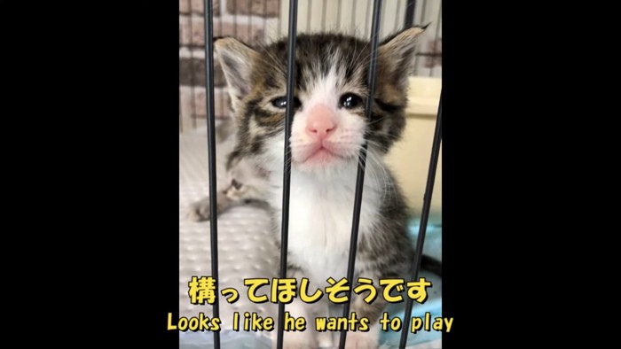 ケージの中の仔猫