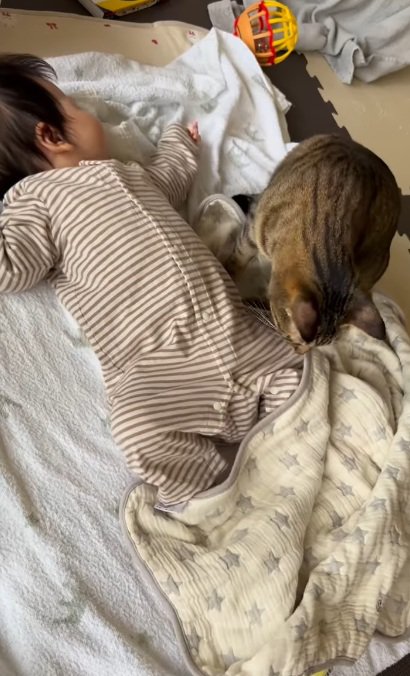お布団がずれた赤ちゃんと猫